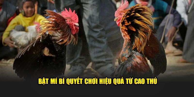 Bật mí bí quyết chơi hiệu quả từ cao thủ