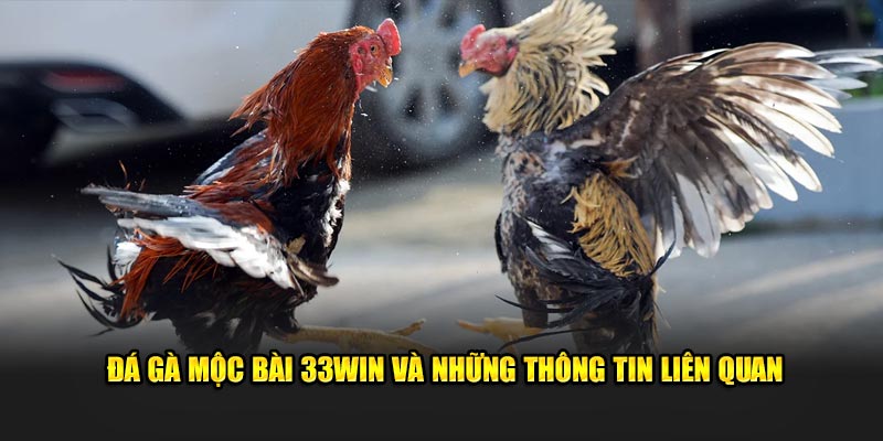 Đá gà mộc bài 33WIN và những thông tin liên quan