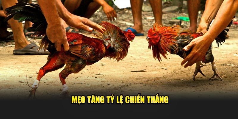 Mẹo tăng tỷ lệ chiến thắng