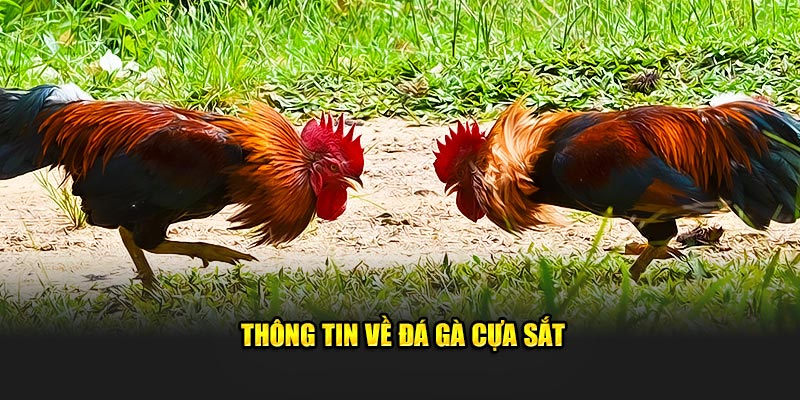 Thông tin về đá gà cựa sắt 33Win