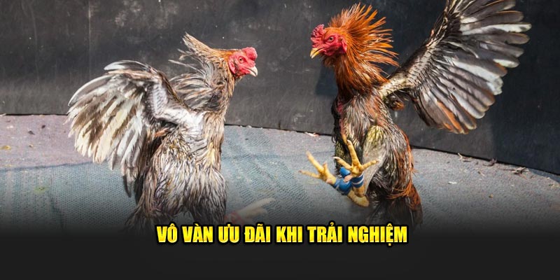 Vô vàn ưu đãi khi trải nghiệm